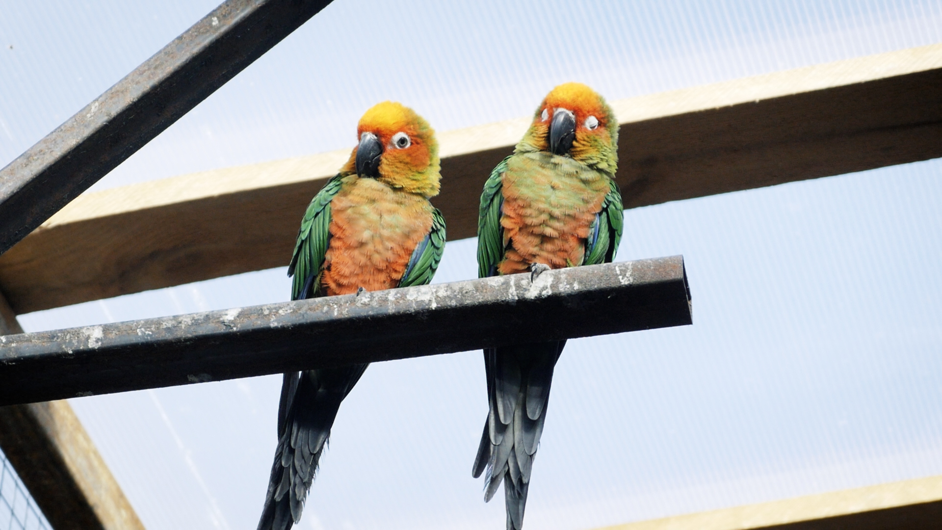 Почему попугая назвали попугаем: история происхождения имени